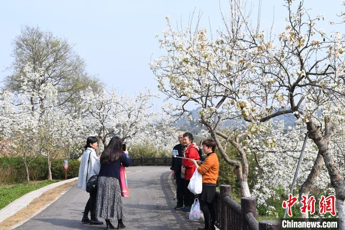 游客在梨花树下拍照。　安源 摄