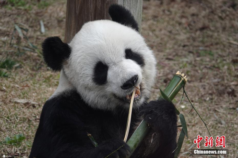 美国孟菲斯动物园大熊猫津津有味啃竹子